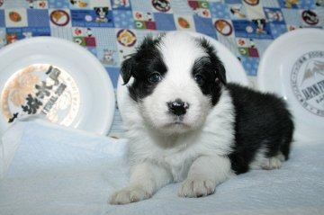 ボーダーコリー【愛知県・男の子・2016年11月1日・ブラック&ホワイト】の写真「ボーダーコリー専門犬舎発。健康状態に自信があります」