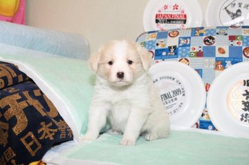 ボーダーコリー【愛知県・男の子・2017年2月10日・ウィートン&ホワイト】の写真「ボーダーコリー専門犬舎発。健康状態に自信があります」