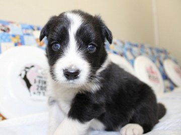 ボーダーコリー【愛知県・男の子・2015年8月17日・ブラック&ホワイト】の写真「ボーダーコリー専門犬舎発。健康状態に自信があります」
