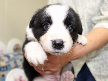 ボーダーコリー【愛知県・女の子・2015年7月1日・ブラック&ホワイト】の写真「ボーダーコリー専門犬舎発。健康状態に自信があります」
