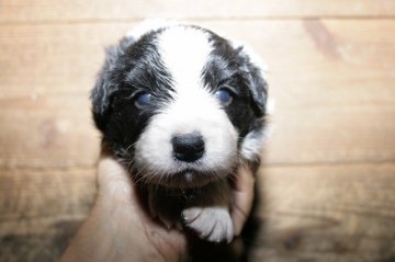 ボーダーコリー【愛知県・女の子・2016年7月8日・ブラック&ホワイト】の写真「ボーダーコリー専門犬舎発。健康状態に自信があります」