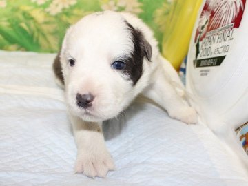 ボーダーコリー【愛知県・男の子・2015年5月30日・ブルー&ホワイト】の写真「フルカラー。かわいいボーダーコリーの赤ちゃんです。」