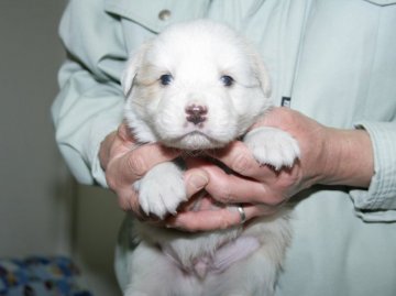 ボーダーコリー【愛知県・男の子・2016年3月2日・ウィートン&ホワイト】の写真「ボーダーコリー専門犬舎発。健康状態に自信があります」