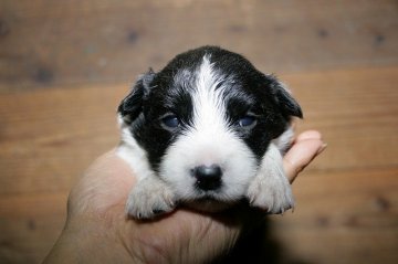 ボーダーコリー【愛知県・女の子・2017年1月16日・ブラック&ホワイト】の写真「ボーダーコリー専門犬舎発。健康状態に自信があります」