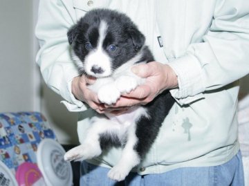 ボーダーコリー【愛知県・男の子・2016年2月23日・ブラック&ホワイト】の写真「ボーダーコリー専門犬舎発。健康状態に自信があります」