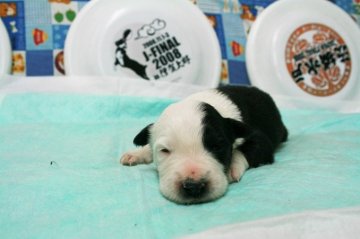 ボーダーコリー【愛知県・男の子・2017年3月20日・ブラック&ホワイト】の写真「ボーダーコリー専門犬舎発。健康状態に自信があります」