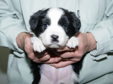 ボーダーコリー【愛知県・女の子・2016年3月2日・ブラック&ホワイト】の写真「ボーダーコリー専門犬舎発。健康状態に自信があります」