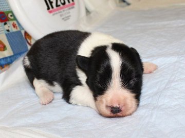 ボーダーコリー【愛知県・女の子・2015年6月5日・ブラック&ホワイト】の写真「フルカラー。かわいいボーダーコリーの赤ちゃんです。」