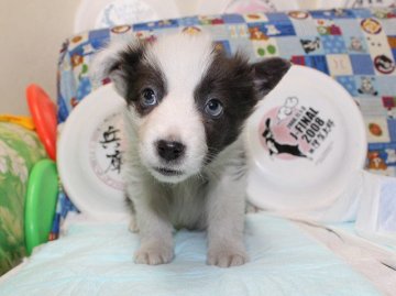ボーダーコリー【愛知県・男の子・2014年12月14日・ブルー&ホワイト】の写真「希少色。あまりいないブルーの毛色です。」