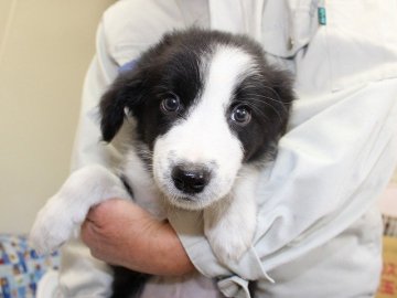 ボーダーコリー【愛知県・男の子・2015年9月27日・ブラック&ホワイト】の写真「ボーダーコリー専門犬舎発。健康状態に自信があります」