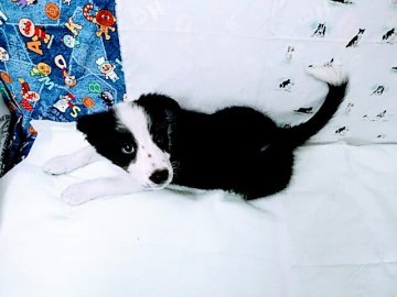 ボーダーコリー【愛知県・女の子・2021年9月10日・ブラック&ホワイト】の写真「とても可愛い女の子です。」