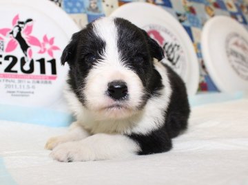 ボーダーコリー【愛知県・男の子・2014年11月26日・ブラック&ホワイト】の写真「フルカラーです。」