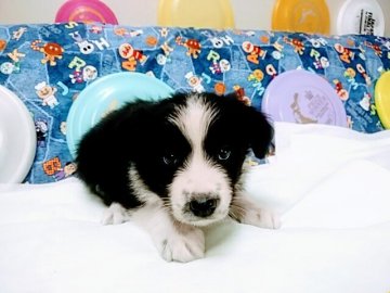 ボーダーコリー【愛知県・女の子・2021年9月5日・ブラック&ホワイト】の写真「兄弟の中でも一番おっとりしています。」