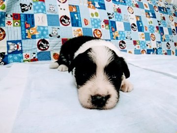 ボーダーコリー【愛知県・男の子・2022年3月24日・ブラック&ホワイト】の写真「兄弟仲良くスクスク成長中です。」