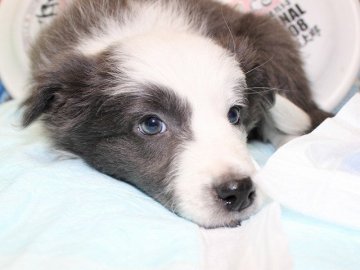 ボーダーコリー【愛知県・女の子・2014年12月14日・ブルー&ホワイト】の写真「希少色。あまりいないブルーの毛色です。」