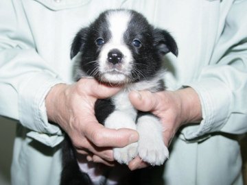 ボーダーコリー【愛知県・男の子・2016年2月28日・ブラック&ホワイト】の写真「ボーダーコリー専門犬舎発。健康状態に自信があります」
