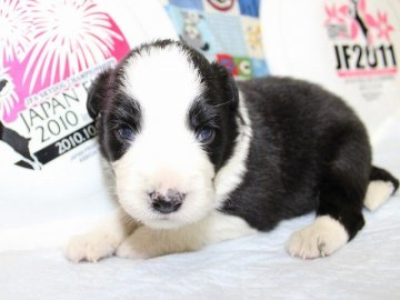 ボーダーコリー【愛知県・女の子・2015年5月30日・ブラック&ホワイト】の写真「ボーダーコリー専門犬舎発。健康状態に自信があります」