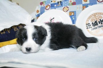 ボーダーコリー【愛知県・男の子・2016年12月27日・ブラック&ホワイト】の写真「ボーダーコリー専門犬舎発。健康状態に自信があります」