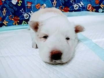 ボーダーコリー【愛知県・女の子・2022年1月12日・ウィートン&ホワイト】の写真「食欲旺盛な元気な女の子です。」