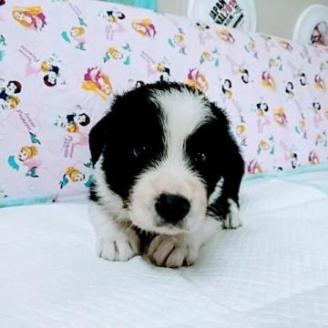 ボーダーコリー【愛知県・男の子・2022年6月16日・ブラック&ホワイト】の写真「とても可愛く性格も良い子です。」