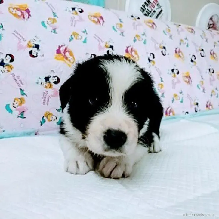 ID：2207-03286の子犬