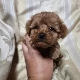 トイプードル(トイ)【三重県・男の子・2025年10月3日・レッド】の写真4