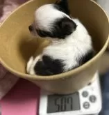 チワワ(ロング)【三重県・女の子・2024年11月28日・ホワイト&ブラック】の写真14「体重507g」