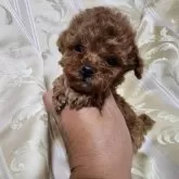 トイプードル(トイ)【三重県・男の子・2025年10月3日・レッド】の写真2