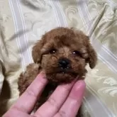 トイプードル(トイ)【三重県・男の子・2025年10月3日・レッド】の写真3