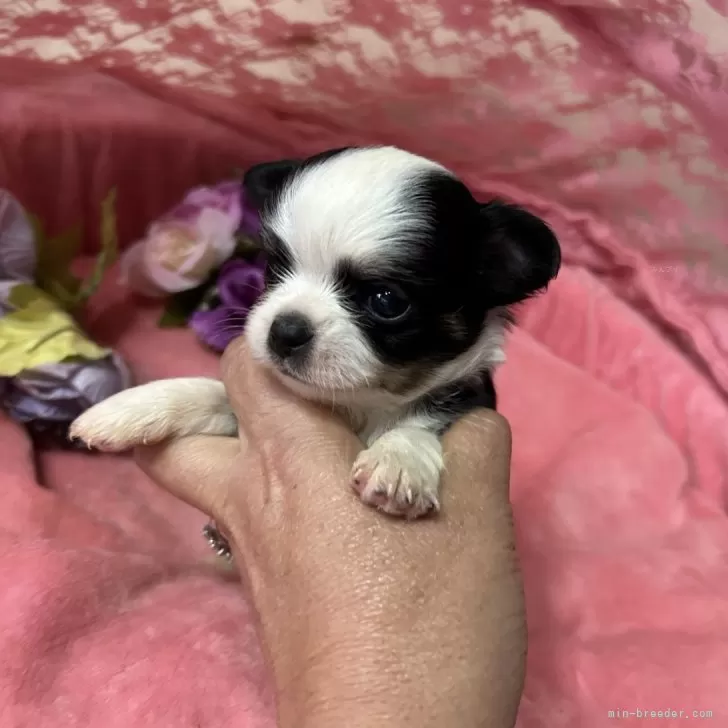 チワワ(ロング)【三重県・男の子・2025年10月3日・ブラックタンホワイト】の写真1