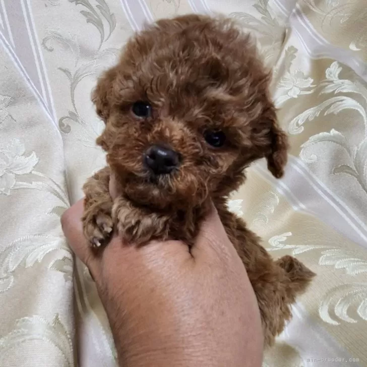 トイプードル(トイ)【三重県・男の子・2025年10月3日・レッド】の写真1「体重444g」