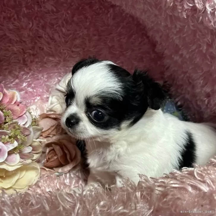ID：2509-00024の子犬