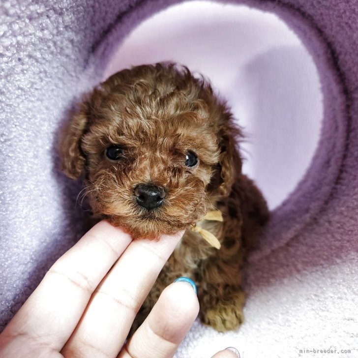 ブリーダー画像