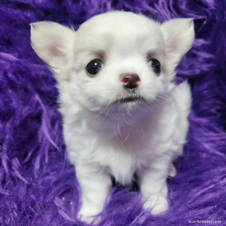 ID：2501-06956の子犬