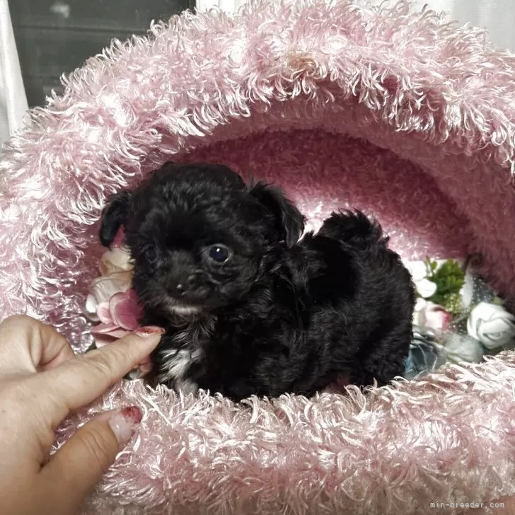 チワプー(チワワ×トイプードル)【三重県・女の子・2025年10月2日・ブラック&amp;ホワイト】の写真1「子熊のように可愛いです。」