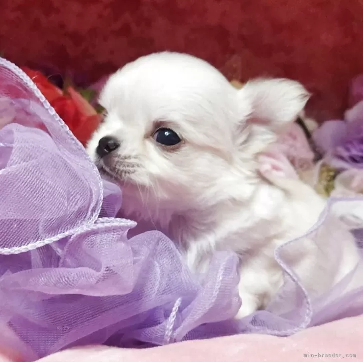 ID：2505-01329の子犬