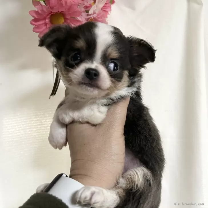 ID：2412-03471の子犬