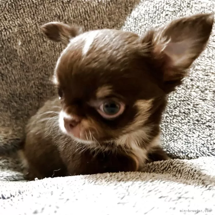ID:2504-05172の子犬
