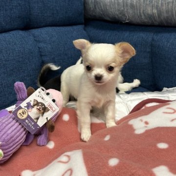 チワワ(ロング)【三重県・男の子・2025年10月3日・クリーム&ホワイト】の写真「とっても可愛いチワワくん」