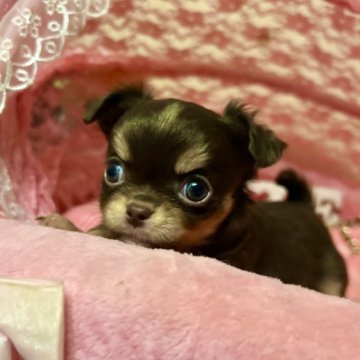 チワワ(ロング)【三重県・男の子・2025年1月2日・チョコタンホワイト】の写真「とっても可愛いチョコ色チワワの男の子」