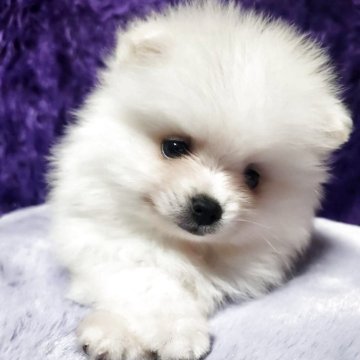 ポメラニアン【三重県・男の子・2025年8月1日・ホワイト】の写真「凄くかわいいです」