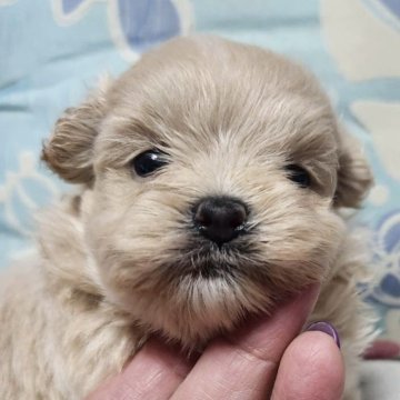 ミックス(トイプードル×ミックス)【三重県・女の子・2025年7月30日・クリーム】の写真「とってもかわいいです」