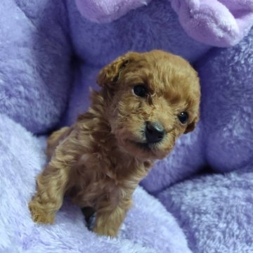 トイプードル(トイ)【三重県・女の子・2025年10月3日・アプリコット】の写真「とっても可愛いトイプー」