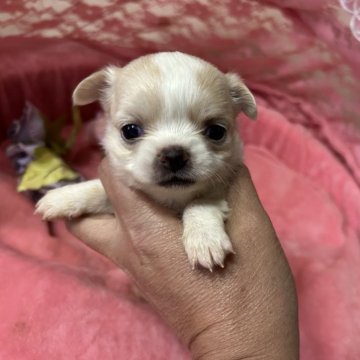 チワワ(ロング)【三重県・女の子・2025年10月3日・クリーム&ホワイト】の写真「とっても可愛いチワワちゃん」