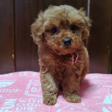 トイプードル(トイ)【三重県・女の子・2025年10月3日・レッド】の写真「とっても可愛いトイプーです。生後37日で471g」