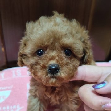 トイプードル(トイ)【三重県・男の子・2025年10月3日・レッド】の写真「とっても可愛いトイプーです。生後37日体重444g」