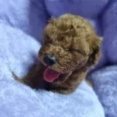 トイプードル(トイ)