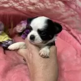 チワワ(ロング)