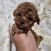 トイプードル(トイ)【三重県・男の子・2025年10月3日・レッド】の写真1「体重444g」