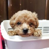 トイプードル(トイ)